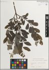Foto von Salix myrsinifolia Salisb. x Salix repens L.